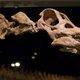A replica of the newly described titanosaur at AMNH. (Image: AP)